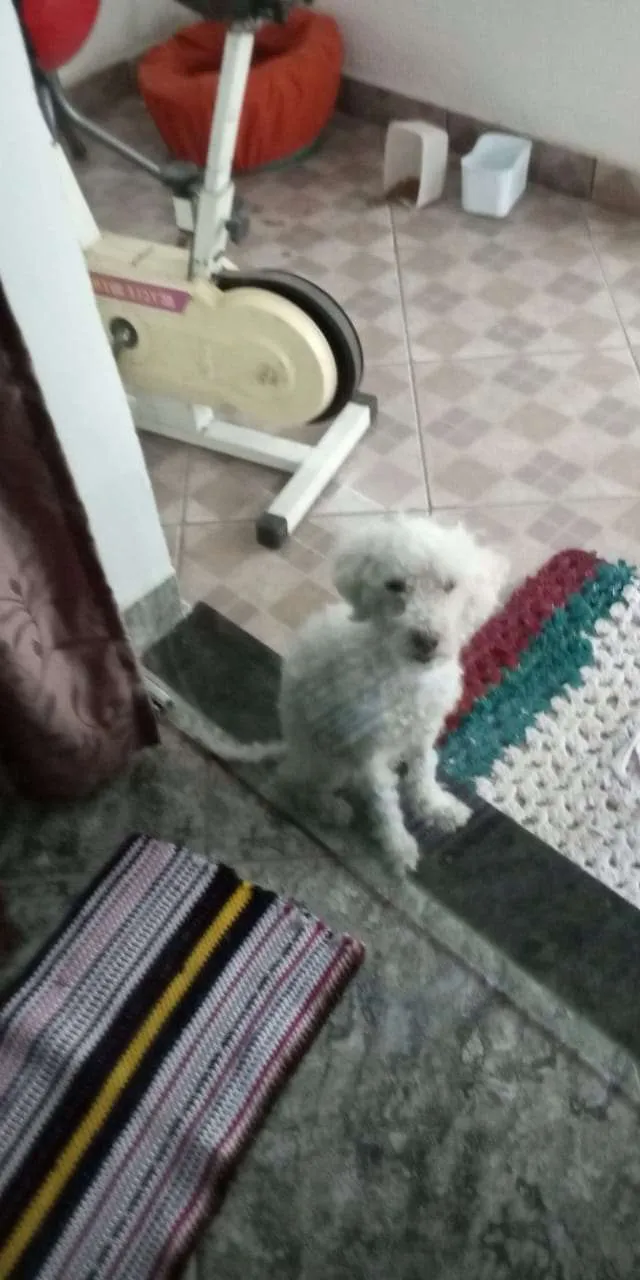 Cachorro raça poodler idade 4 anos nome dog