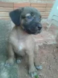 Cachorro filhote