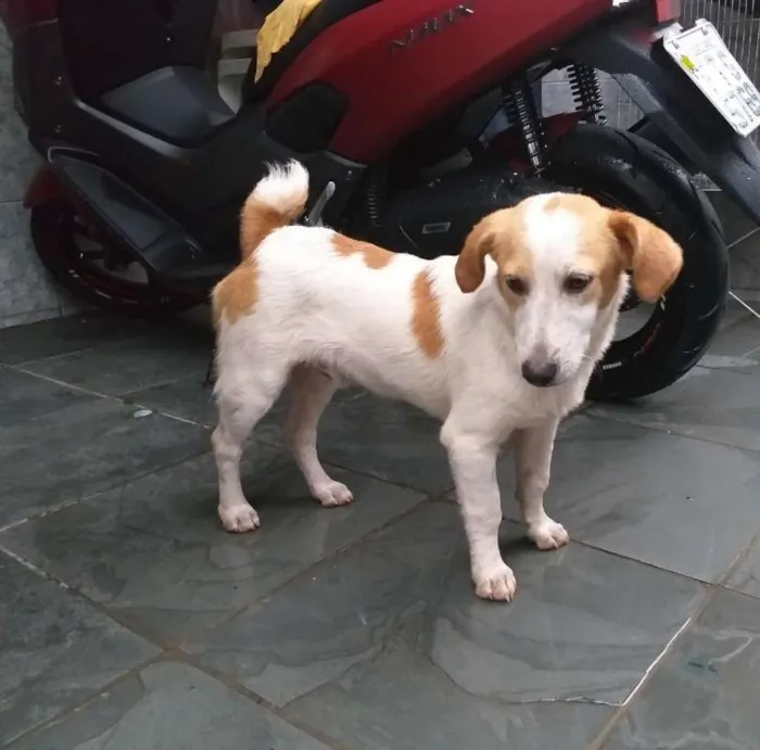 Cachorro ra a SRD idade 7 a 11 meses nome Will e Mike