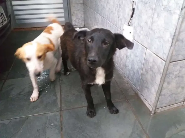Cachorro ra a SRD idade 7 a 11 meses nome Will e Mike