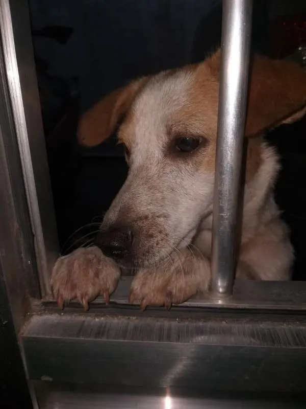 Cachorro ra a SRD idade 7 a 11 meses nome Will e Mike