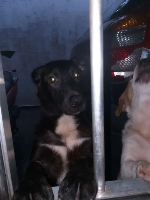 Cachorro ra a SRD idade 7 a 11 meses nome Will e Mike