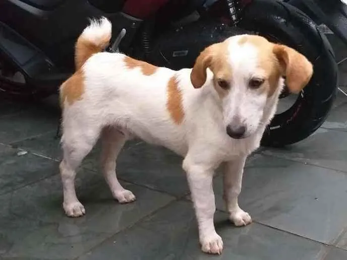 Cachorro ra a SRD idade 7 a 11 meses nome Will e Mike