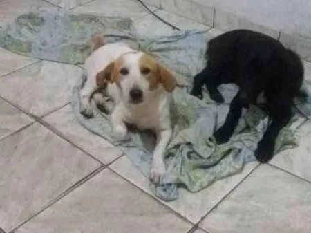Cachorro ra a SRD idade 7 a 11 meses nome Will e Mike