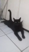 Gatinho