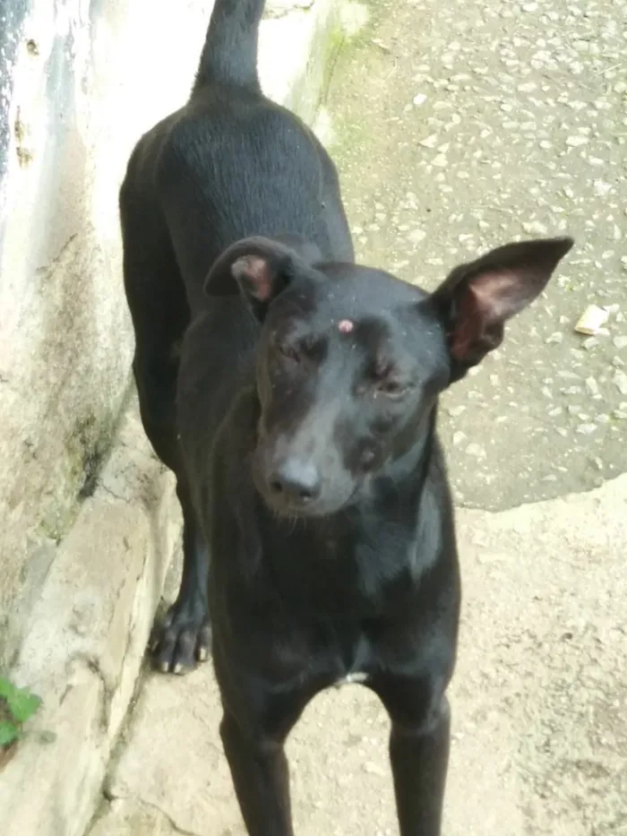 Cachorro ra a Cachorro idade  nome Menina