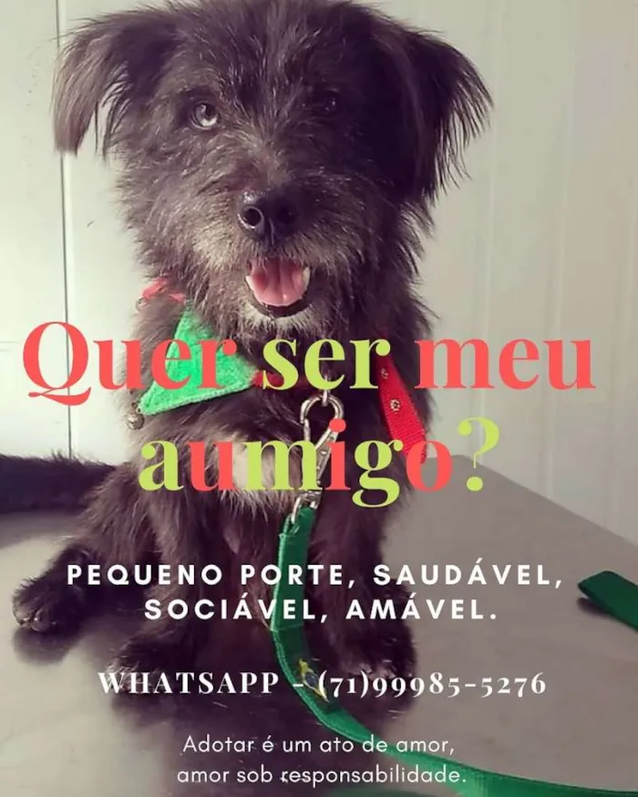 Cachorro raça SRD idade 4 anos nome Danton
