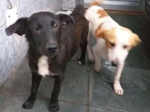 Cachorro raça SRD idade 7 a 11 meses nome Will e Mike