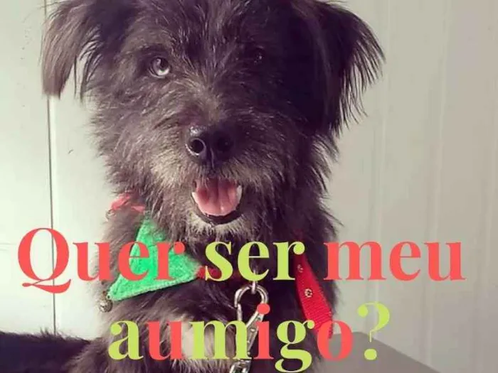 Cachorro raça SRD idade 4 anos nome Danton