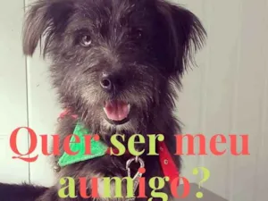 Cachorro raça SRD idade 4 anos nome Danton