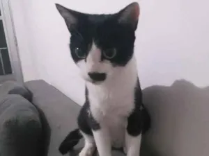 Gato raça srd idade 1 ano nome Mel
