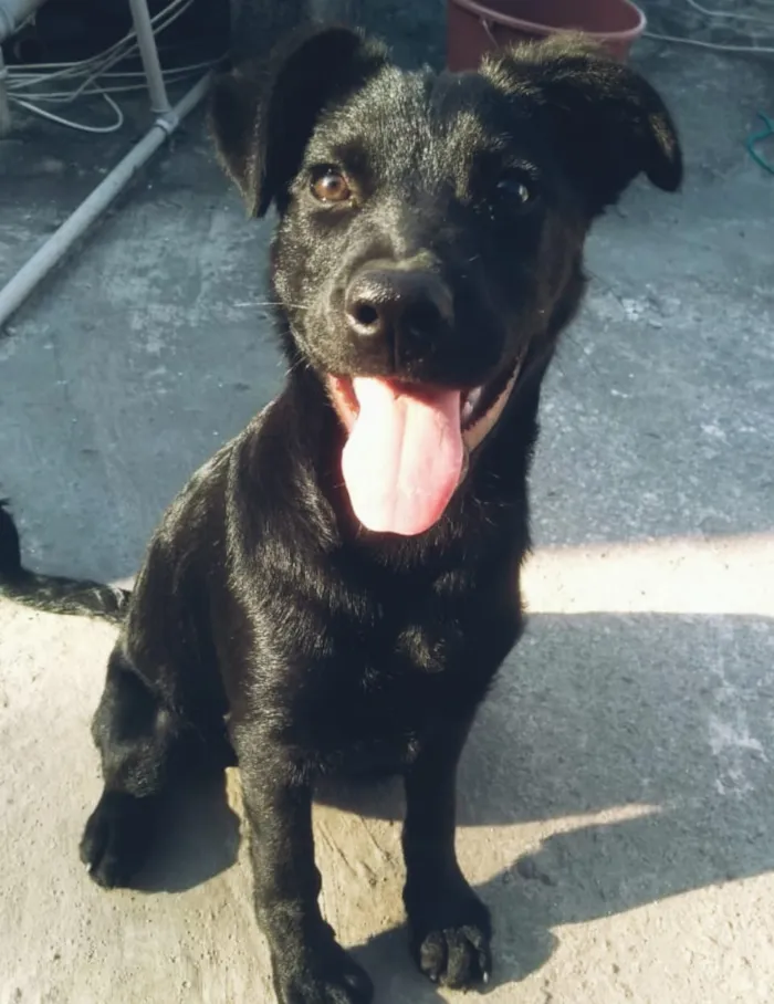 Cachorro raça Sem raça definida idade 7 a 11 meses nome Zack