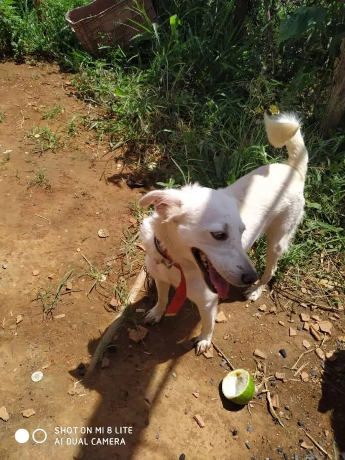 Cachorro raça SRD idade 3 anos nome Pricesa