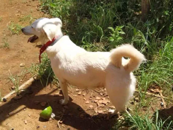 Cachorro raça SRD idade 3 anos nome Pricesa