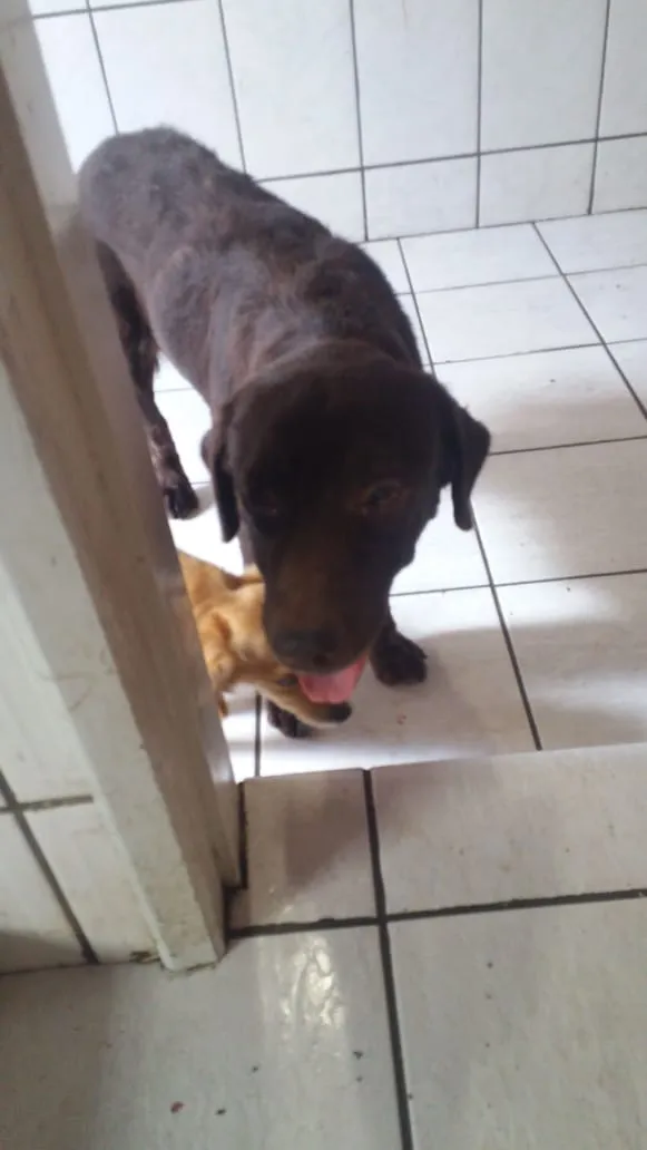 Cachorro ra a labrador chocolate idade 5 anos nome kiara