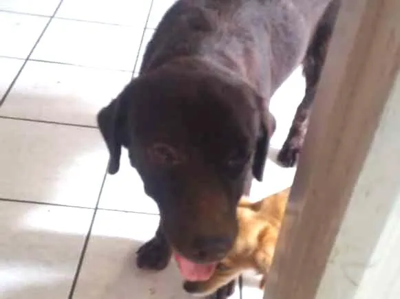 Cachorro ra a labrador chocolate idade 5 anos nome kiara