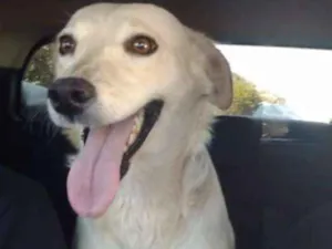 Cachorro raça SRD idade 3 anos nome Pricesa