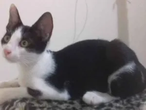 Gato raça Srd idade 2 a 6 meses nome Camboto