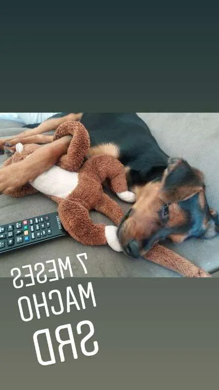 Cachorro ra a Vira lata idade 2 a 6 meses nome Treme treme
