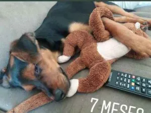 Cachorro raça Vira lata idade 2 a 6 meses nome Treme treme