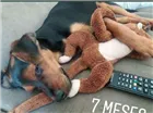 Cachorro raça Vira lata idade 2 a 6 meses nome Treme treme