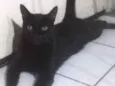 Gatinho