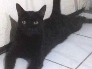 Gato raça Srd idade 1 ano nome Gatinho