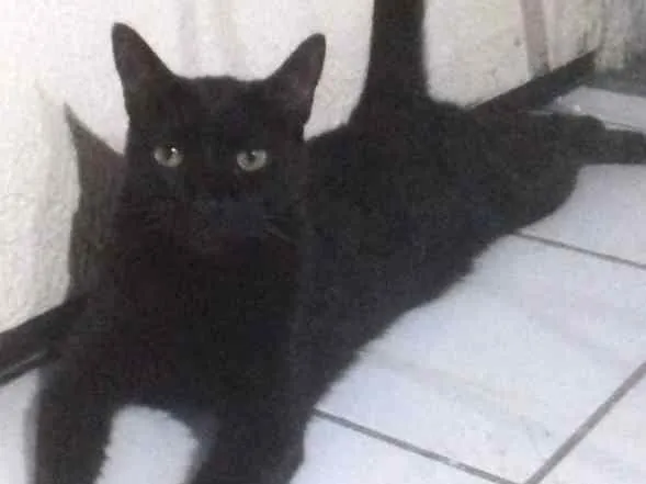 Gato ra a Srd idade 1 ano nome Gatinho