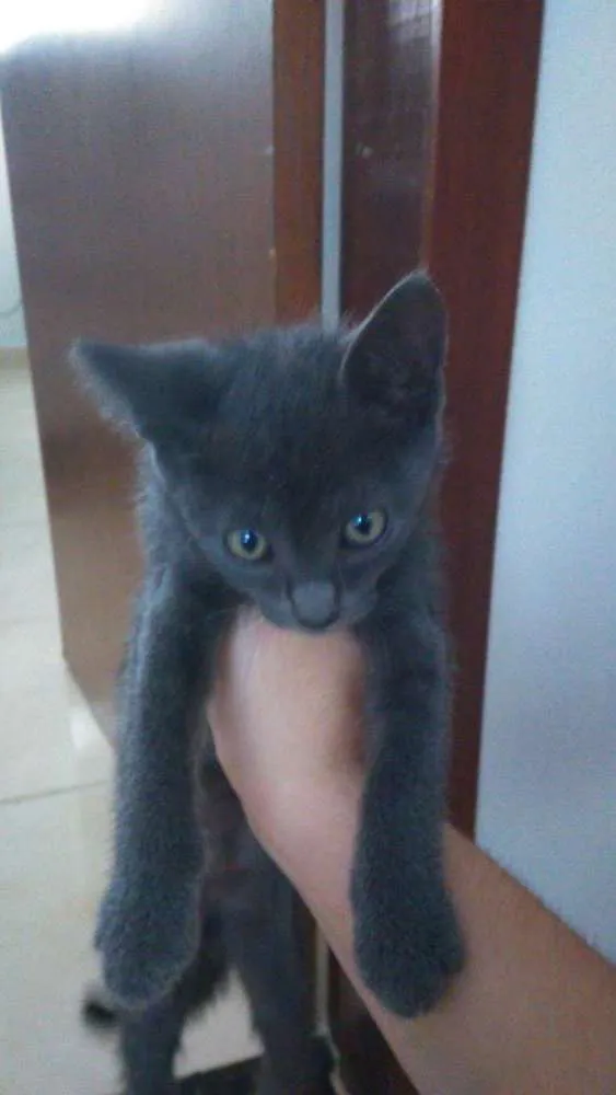 Gato raça  idade Abaixo de 2 meses nome sem nome