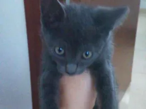 Gato raça  idade Abaixo de 2 meses nome sem nome