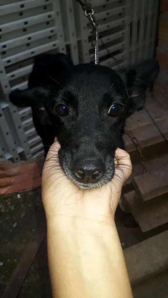 Cachorro raça vira lata idade 1 ano nome Preta