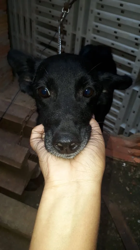 Cachorro raça Vira Lata  idade 1 ano nome Preta