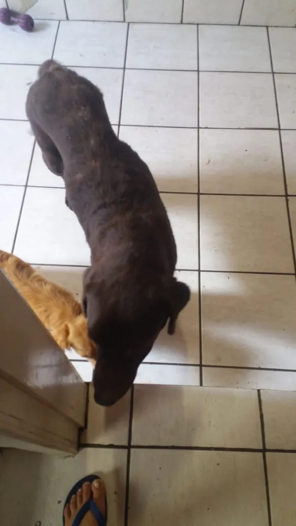 Cachorro ra a labrador chocolate idade 5 anos nome kiara