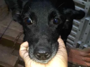 Cachorro raça Vira Lata  idade 1 ano nome Preta
