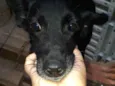 Preta