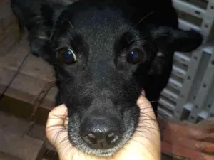 Cachorro raça vira lata idade 1 ano nome Preta
