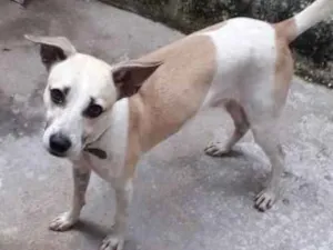Cachorro raça Vira lata idade 1 ano nome Frederico