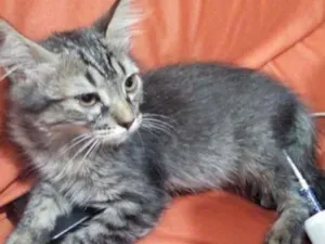 Gato raça Srd idade 2 a 6 meses nome Dengoso