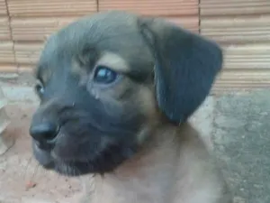 Cachorro raça Viralatas idade Abaixo de 2 meses nome Cachorro filhote