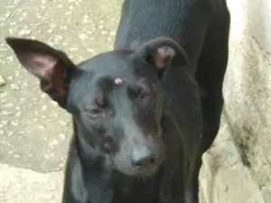 Cachorro raça Cachorro idade  nome Menina