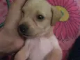 Lua
