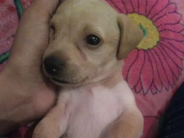 Cachorro raça Labrador misto idade 2 a 6 meses nome Lua