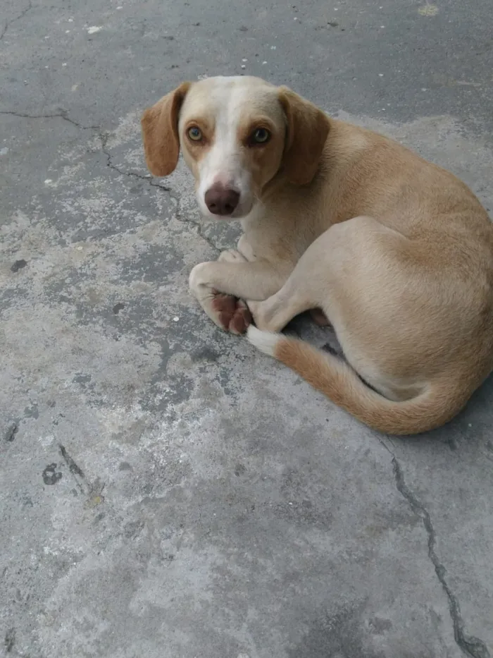 Cachorro ra a SDR idade 4 anos nome Não sei o nome