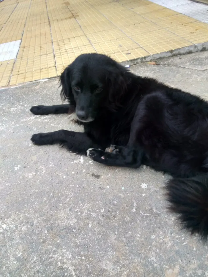 Cachorro ra a SDR idade 4 anos nome Não sei o nome