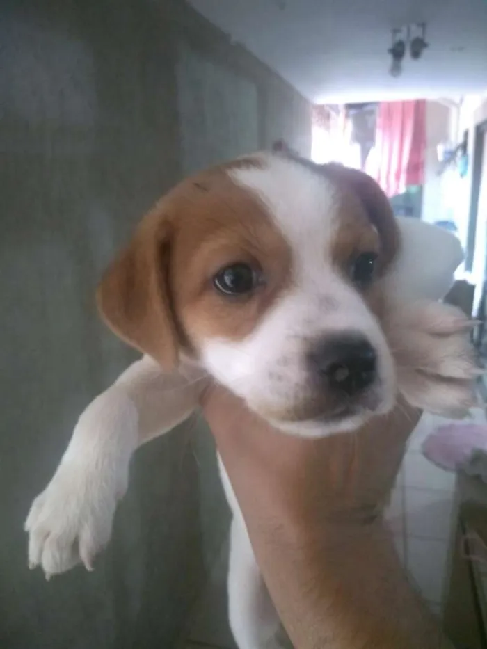 Cachorro ra a Desconhecido idade Abaixo de 2 meses nome marshall