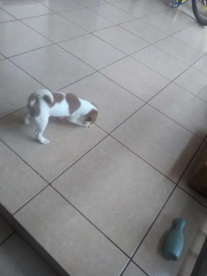 Cachorro ra a Desconhecido idade Abaixo de 2 meses nome marshall