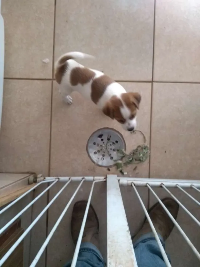 Cachorro ra a Desconhecido idade Abaixo de 2 meses nome marshall