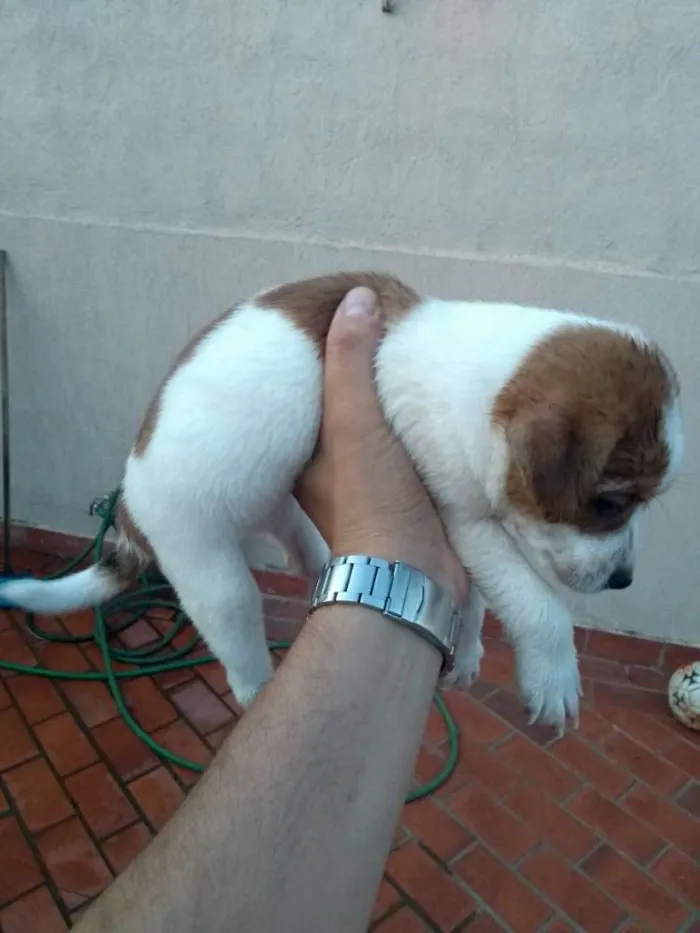 Cachorro ra a Desconhecido idade Abaixo de 2 meses nome marshall