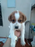 marshall