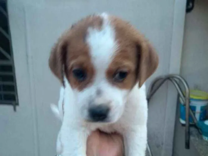 Cachorro ra a Desconhecido idade Abaixo de 2 meses nome marshall